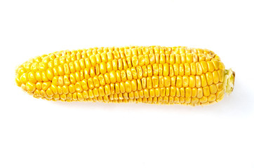 Raw sweet corn cob on white background