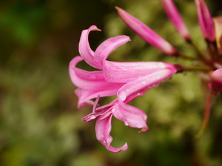 Close up of pink nerine flower covered in raindrops