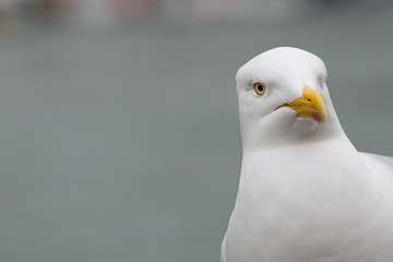 Seagull looking at you with one eye on the 3rd