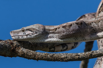 boa