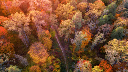 aerial veiw of colorful forest. amazing autumn background. bird's eye, drone shot
