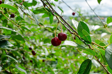 cherries on branch