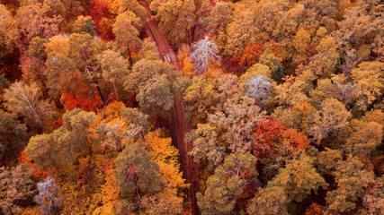 aerial veiw of colorful forest. amazing autumn background. bird's eye, drone shot