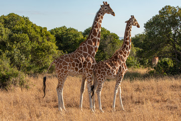 Two Reticulated Giraffes Mating in the Morning, Ol Pejeta Conservancy, Kenya, Africa