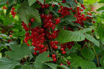 Red currants on a bush