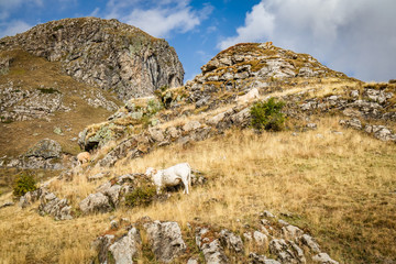 Fototapeta na wymiar cow grazing in high peaks of pourtalet mountain pass in pyrenees, spain and france