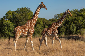 Male and Female Rothschild's Giraffe Playing the Mating Game, Ol Pejeta Conservancy, Kenya, Africa