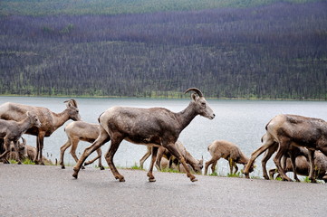 Mount Goat herd on a paved road in Jasper National Park, Alberta, Canada.
