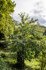 A green chestnut tree with many chestnuts still on a tree on a sunny fall day