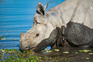 An Indian Rhino at Kaziranga National Park