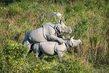 Two mating rhinos at Kaziranga National Park