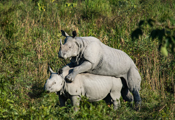Two mating rhinos at Kaziranga National Park