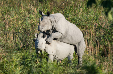 Two mating rhinos at Kaziranga National Park