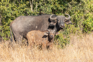 Obraz premium Cape Buffalo Cow and Calf Watching, Ol Pejeta Conservancy, Kenya, Africa