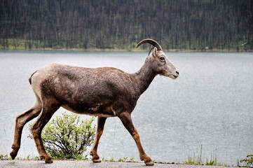 Mount Goat herd on a paved road in Jasper National Park, Alberta, Canada.