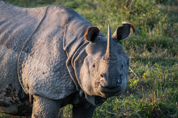 An Indian Rhino at Kaziranga National Park