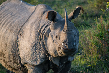 An Indian Rhino at Kaziranga National Park