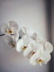 white orchid on black background