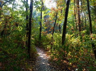 Autumn phantasmagoria or color harmony