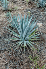 Tequila agave  landscape