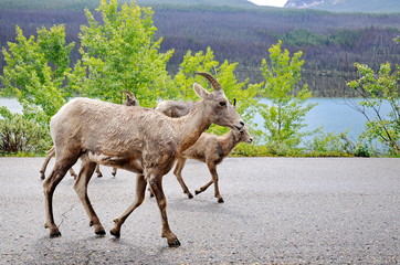 Mount Goat herd on a paved road in Jasper National Park, Alberta, Canada.