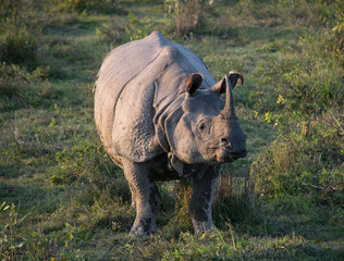 An Indian Rhino at Kaziranga National Park