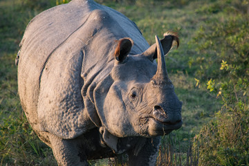 An Indian Rhino at Kaziranga National Park