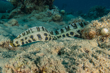 Tiger Snake Eel in the Red Sea Colorful and beautiful, Eilat Israel