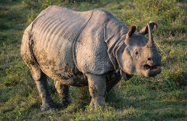 An Indian Rhino at Kaziranga National Park