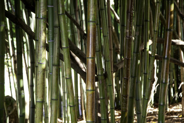 Fototapeta premium Bamboo jungle trunks