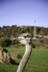 Wild ostrich