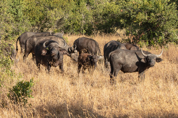 Obraz premium A Herd of Cape Buffalo in the Savanna, Kenya, Africa
