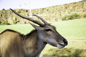 Antilope saber nature