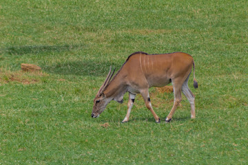 Naklejka na ściany i meble an eland walking and grazing in a green meadow