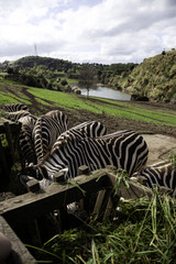 Fototapeta na wymiar Zebras wild nature