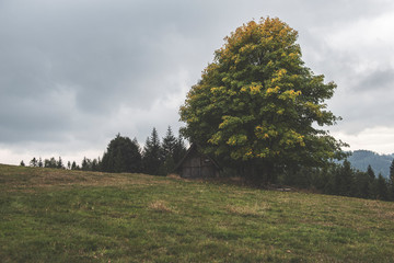 single tree in the field