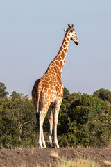 Tall Giraffe Standing on a Berm, Ol Pejeta Conservancy, Kenya, Africa