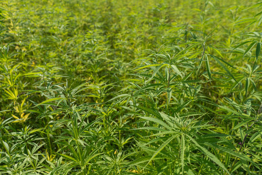 Hemp plantation