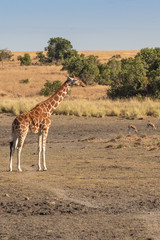 Naklejka na ściany i meble Lone Giraffe at a Dry Watering Hole, Ol Pejeta Conservancy, Kenya, Africa