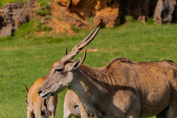 an eland walking and grazing in a green meadow