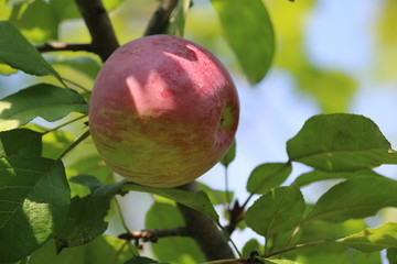 apfel