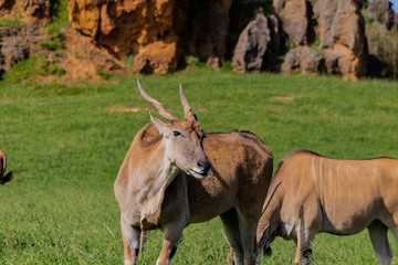 Naklejka na ściany i meble an eland walking and grazing in a green meadow