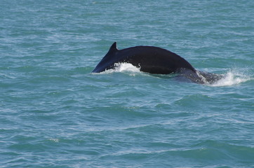 Fototapeta premium Buckelwal