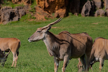 Fototapeta premium an eland walking and grazing in a green meadow