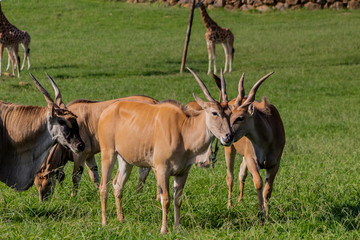 an eland walking and grazing in a green meadow