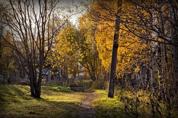 Landscape with autumn trees in the park