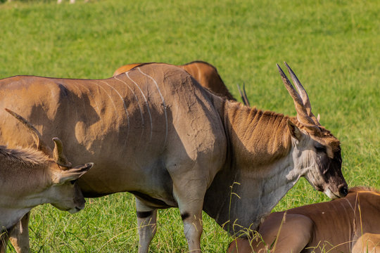 an eland walking and grazing in a green meadow