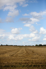 Obraz premium A recently harvested wheat field on a summers day. The blue sky is filled fluffy white clouds