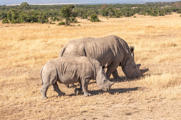 Fototapeta premium Two White Rhinoceros, Rhino Calf and Cow Grazing in Golden Grasses, Ol Pejeta Conservancy, Kenya, AFrica