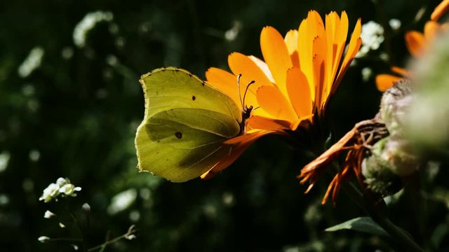 A yellow butterfly sits on a calendula flower and feeds on nectar with the help of a proboscis. flower sways in the wind. butterfly flies away. blurred background
